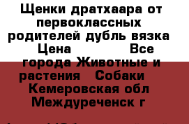 Щенки дратхаара от первоклассных  родителей(дубль вязка) › Цена ­ 22 000 - Все города Животные и растения » Собаки   . Кемеровская обл.,Междуреченск г.